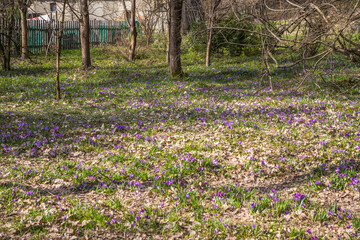 Obraz premium View of blooming spring flowers crocus growing in wildlife. Crocuses in the spring forest. Waking up nature. Primroses. Purple crocus growing in the forest clearing