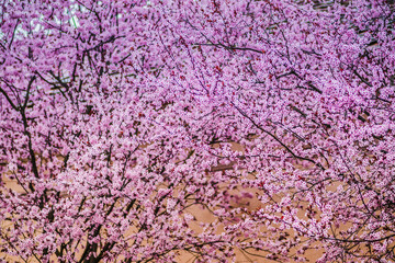 Branches of cherry blossoms on a sunny day with building on background. Blooming delicate pink flowers in early spring Blut-Pflaume. Prunus cerasifera 'Nigra', Familie: Rosaceae.