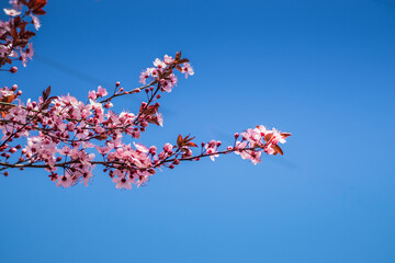 Branches of cherry blossoms on a sunny day with blue sky on background. Blooming delicate pink flowers in early spring Blut-Pflaume. Prunus cerasifera 'Nigra', Familie: Rosaceae.
