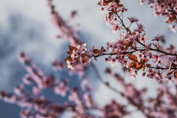 Branches of cherry blossoms on a sunny day with blue sky on background. Blooming delicate pink flowers in early spring Blut-Pflaume. Prunus cerasifera 'Nigra', Familie: Rosaceae.