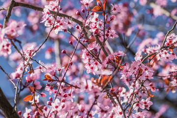 Branches of cherry blossoms on a sunny day with blue sky on background. Blooming delicate pink flowers in early spring Blut-Pflaume. Prunus cerasifera 'Nigra', Familie: Rosaceae.