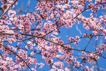 Branches of cherry blossoms on a sunny day with blue sky on background. Blooming delicate pink flowers in early spring Blut-Pflaume. Prunus cerasifera 'Nigra', Familie: Rosaceae.