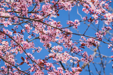 Branches of cherry blossoms on a sunny day with blue sky on background. Blooming delicate pink flowers in early spring Blut-Pflaume. Prunus cerasifera 'Nigra', Familie: Rosaceae.