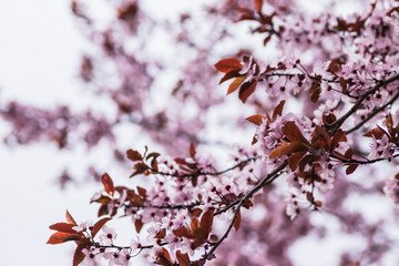 Branches of cherry blossoms on a sunny day with blue sky on background. Blooming delicate pink flowers in early spring Blut-Pflaume. Prunus cerasifera 'Nigra', Familie: Rosaceae.