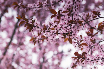 Branches of cherry blossoms on a sunny day with blue sky on background. Blooming delicate pink flowers in early spring Blut-Pflaume. Prunus cerasifera 'Nigra', Familie: Rosaceae.