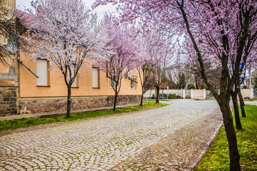 Street with paving stones on the road and small cozy houses in cherry blossoms. Blooming delicate pink flowers in early spring Blut-Pflaume. Prunus cerasifera 'Nigra', Familie: Rosaceae.