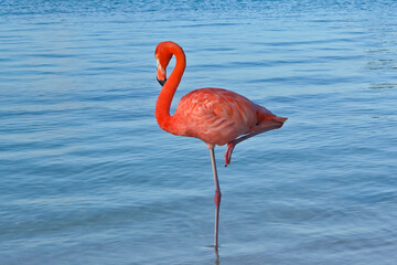 Great flamingo standing on one leg in the sea Renaissance Island Aruba