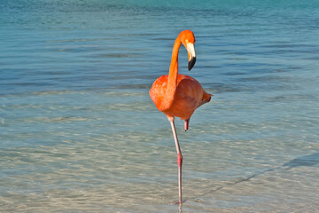 Flamingo standing on the beach of Renaissance Island Aruba