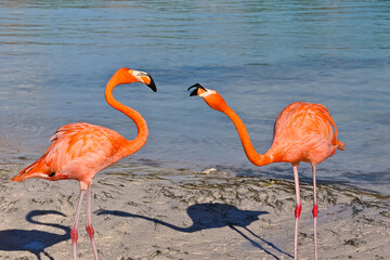 Flamingos fighting on the beach of Renaissance Island Aruba