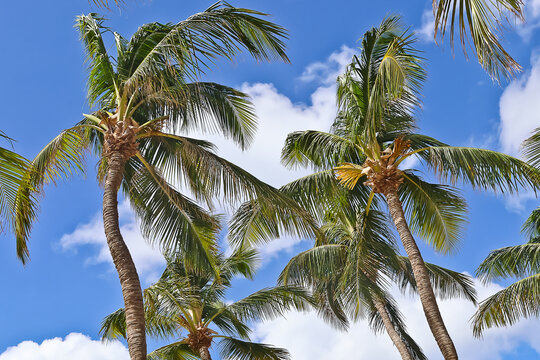 Closeup of Palm trees with the background of sky