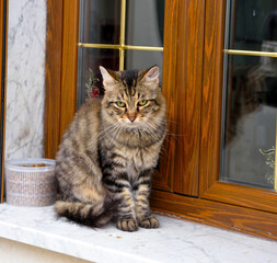 cat in pescoluse Lecce Puglia Italy