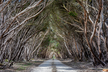 Eucalyptus tree tunnel on Kangaroo Island, South Australia, Australia