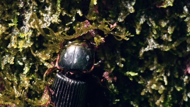 besouro, escaravelho, macro, natureza,