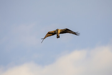 osprey in flight