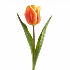 Naklejka premium Vibrant Orange Tulip on White Background - Elegant Floral Presentation