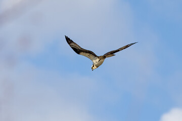 osprey in flight