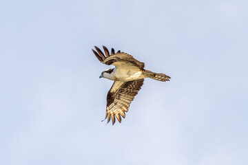 osprey in flight