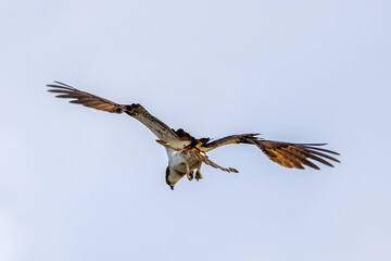 osprey in flight