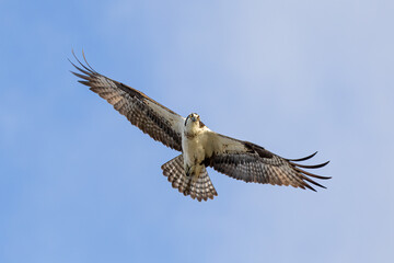 osprey in flight