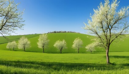 Fototapeta na wymiar spring landscape with green fields and trees