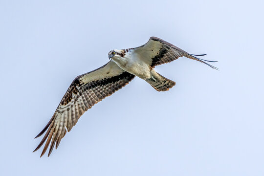 osprey in flight