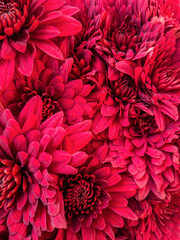 Bunch of red flowers close up background