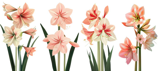 Collection of amaryllis flowers, flat illustration, cutout, png isolated transparent background