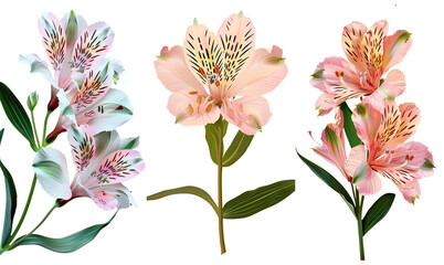 Collection of alstroemeria flowers, flat illustration, cutout, png isolated transparent background