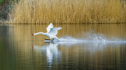 Aggressive swan in attack on lake, water splashes,  symmetrical reflections in water