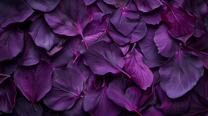 purple flower petals and leaves - obrazy, fototapety, plakaty
