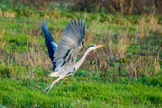 Sunlit neron takes off from the meadow