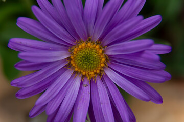 Fototapeta premium Purple Astor