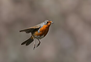 A close up of a Robin in flight