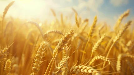 Outdoor kussens Golden wheat field. Background with copy space. Golden grain, close up, landscape concept. Generated by artificial intelligence. © Ailee Tian