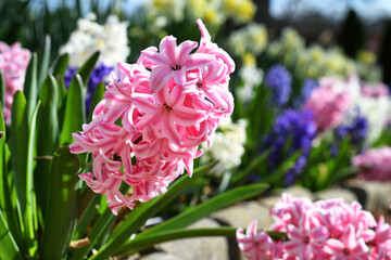 A pink hyacinth with a flowerbed of hyacinths and daffodils bulbs blooming in a garden the spring.