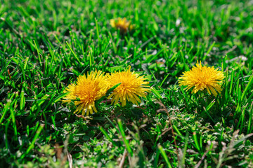 Yellow dandelion flowers on green grass. Summer blooming nature background