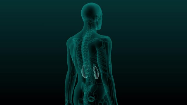 X-ray scan of the human urinary system. 3d render animation of kidneys