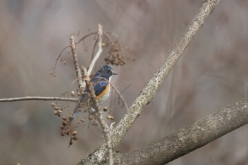 Red-franked Bluetail that protects his territory and foods