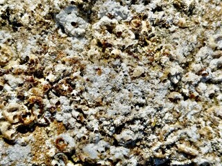 Texture rock beach background with shells and small crustaceans.