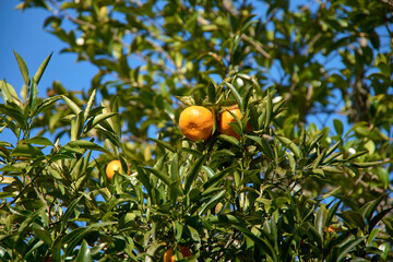 A mandarin tree at the Areeiro phytosanitary station in Pontevedra, Spain