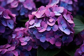 Kissenbezug Blooming pink and purple hydrangea flowers © Firn