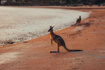 Foto op Plexiglas Cape Le Grand National Park, West-Australië Kangaroo Wallaby at the beach during sunrise in cape hillsborough national park, Mackay. Queensland, Australia.