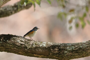 Red-franked Bluetail came to people's side because he was absorbed for looking for foods before spring migration