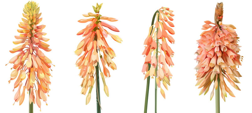 Collection of kniphofia flowers, flat illustration, cutout, png isolated transparent background