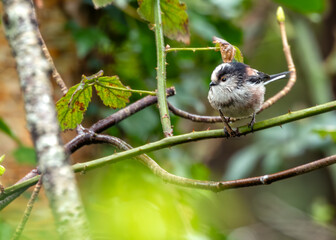 Long-tailed Tit (Aegithalos caudatus) - Found across Europe & parts of Asia