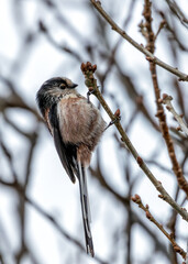 Long-tailed Tit (Aegithalos caudatus) - Found across Europe & parts of Asia