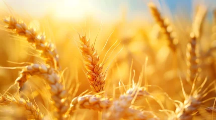 Schilderijen op glas Golden wheat field. Background with copy space. Golden grain, close up, landscape concept. Generated by artificial intelligence. © Ailee Tian