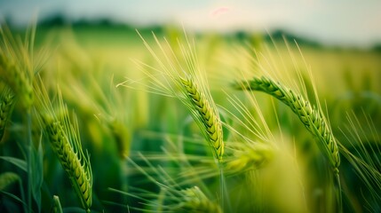 Close-up of green and plump wheat ears. The distant view with an endless wheat field. Generated by artificial intelligence. - obrazy, fototapety, plakaty