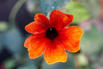 red flower in the garden