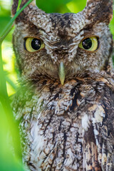 EASTERN SCREECH OWL